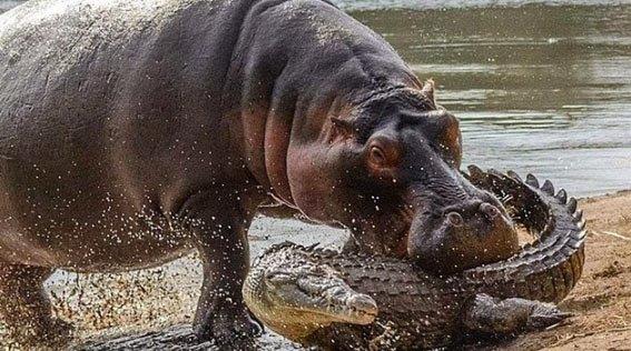 Su aygrlarn sinirlendirmemesi gerektiini ge de olsa renen timsah.