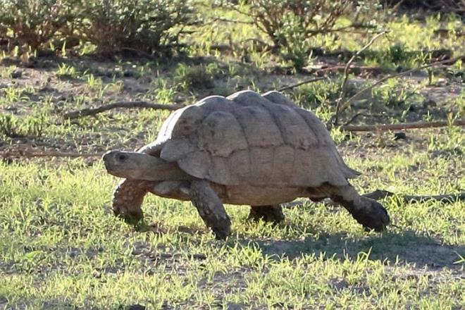 Aslanlarn uzaklatn gren kaplumbaa da yapabildii en yksek hzla oradan uzaklat.