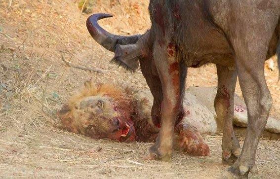 Bufalonun boynuz darbeleriyle len aslan.