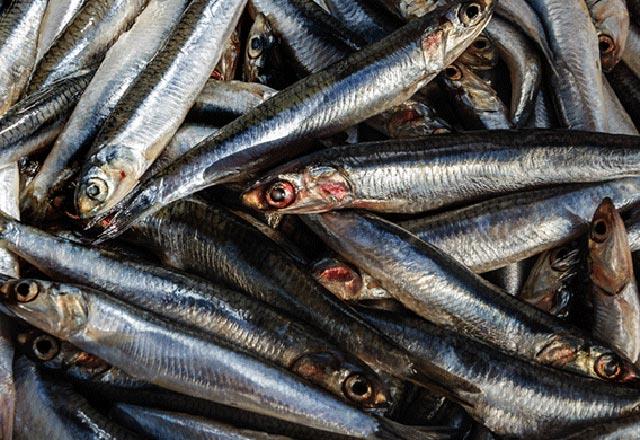 Hamsi, yada eriyen A ve D vitaminleri ynnden olduka zengindir. Kanszln nlenmesine yardmc olur.