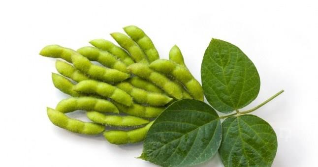 Soya fasulyesindeki znr lif, folik asit ve omega3? mutluluun anahtar olarak nitelendirebiliriz. Folik asit ayn zamanda lif ieriinden tr prostat ve meme kanserine kar koruyucudur.?