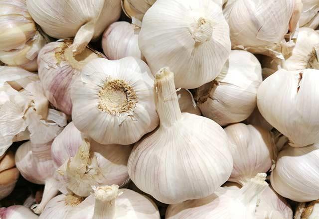 - Gri souk algnl, nezle ve difteri gibi hastalklarn iyiletirilmesinde fayda salamaktadr.