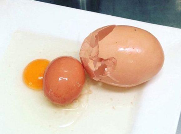 Kanalda kalan ve kabuklamaya balayan yumurtann zerine ertesi gn yeni yumurtann gelmesiyle oluuyor.