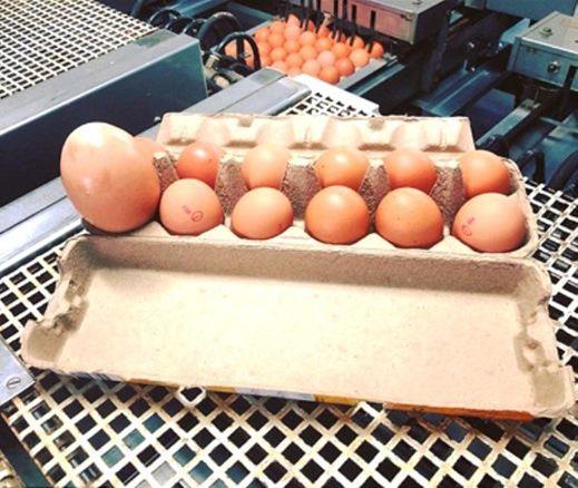 Avustralya'da bir ifti, marketten ald yumurtay grnce akna dnd.Yumurtann boyu, normalinden 3 kat daha bykt. Ancak asl ilgin olan, yumurtann iinden kanlard...