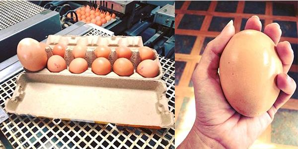 Avustralya'da bir ifti, marketten ald yumurtay grnce akna dnd.Yumurtann boyu, normalinden 3 kat daha bykt. Ancak asl ilgin olan, yumurtann iinden kanlard...