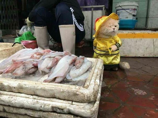 Vietnam'da bir balk pazarnda ekilen fotoraf sosyal medyada viral oldu. 'Balk kedi'nin baka fotoraflar da ortaya knca nam bir anda btn dnyaya yayld.