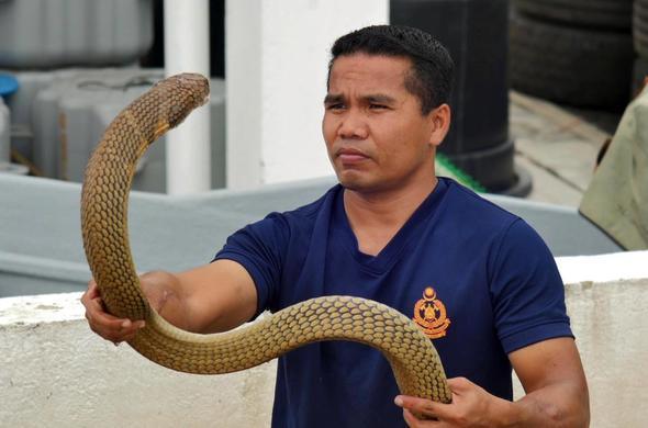 "Yetenek Sizsiniz Asya&#8221; bile yaran ve bir yldz olarak nlenen Hssin, gittii bir evde yakalad bir ylan tarafndan srld.