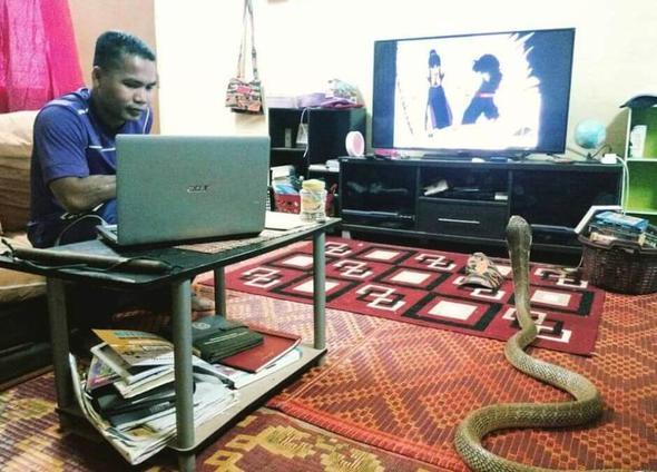 Ylanlarla iletiime geen Malezyal Hssin, lkede ylanlar yakalamaya alan bir ilk yardm ekibinin bandayd ve kariyeri boyunca yzlerce ylan ldrmeden toplayarak blgede nam salm bir isimdi.