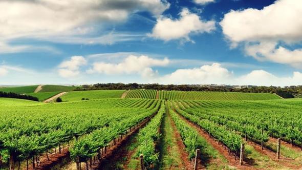 <p>irket Ad:Gedik Tavukuluk ve Tarm</p>  <p> </p>  <p>2015 Sras:121</p>  <p> </p>  <p>2016 Sras:85</p>  <p> </p>  <p>ehir:Uak</p>  <p> </p>  <p>Ciro (TL):580.642.094</p>  <p> </p>  <p>Sektr:Gda</p>  <p> </p>  <p>irket Ad:lhan Demir elik</p>  <p> </p>  <p>2015 Sras:75</p>  <p> </p>  <p>2016 Sras:84</p>  <p> </p>  <p>ehir:Hatay</p>  <p> </p>  <p>Ciro (TL):582.087.837</p>  <p> </p>  <p>Sektr:Demir-elik</p>  <p> </p>  <p>irket Ad:Seval Kablo </p>  <p> </p>  <p>2015 Sras:91</p>  <p> </p>  <p>2016 Sras:83</p>  <p> </p>  <p>ehir:Denizli</p>  <p> </p>  <p>Ciro (TL):585.295.940</p>  <p> </p>  <p>Sektr:Metal</p>  <p> </p>