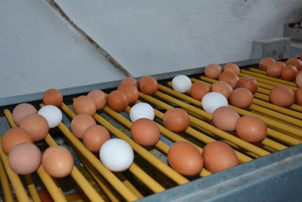 Yumurta kabuunu potansiyel bakterilerin lmesi iin ncelikle kaynatmak, ardndan da 200 F (93 C) derecede 10-15 dakika frnda piirmek gerekiyor.