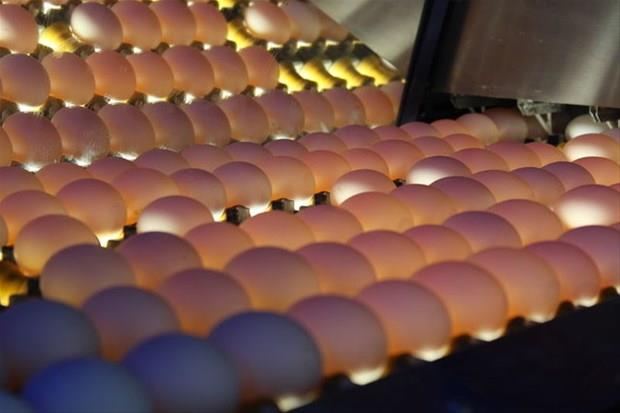 Peki, yumurta kabuunu pe atmak yerine yemeye ne dersiniz?