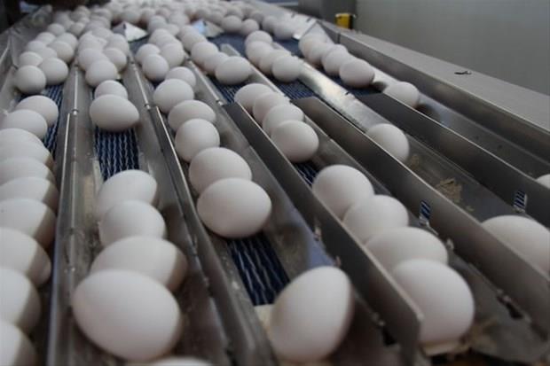 Ancak yumurta kabuklarn kesinlikle i tketmemeniz gerekiyor.