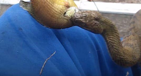 Tekneye kp, adamn elinden balk yiyen ylan hayrete drd.