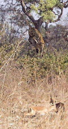 Farkedilmemek iin byk bir aba harcayan leopar, nihayet amacna ulayor ve impala kamadan onu yakalyor.