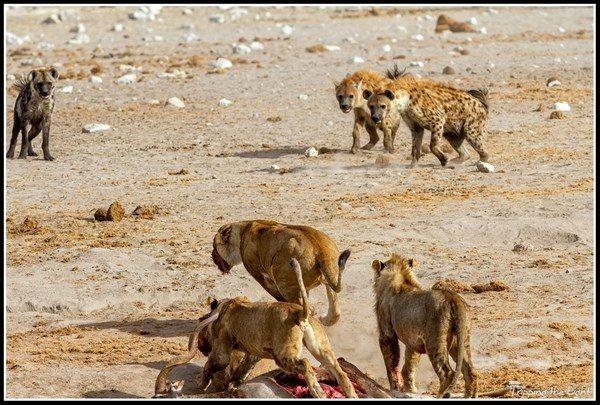 Bu kareler, fotoraf Ningyu Pao tarafndan ekildi ve Pao bu anlar yle anlatt: "Drt dii aslan ldrdkleri kuduyu yiyordu; fakat kan kokusu srtlanlar ekti...