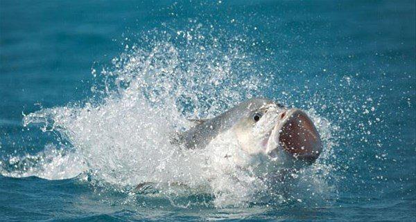 Av olarak kendisine bir kuu seen kral balnn saldr an karelere byle yansd.