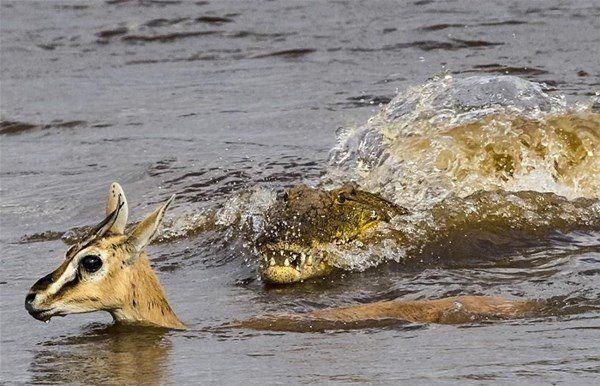 Kenya'da nehri gemek isteyen ceylann arkasndan sinsice yaklaan timsah, doru an gelene kadar bu ekilde bekledi.