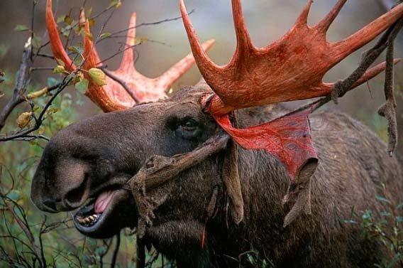 Boynuzlarndan dklen kadifemsi paralar yiyen geyik.