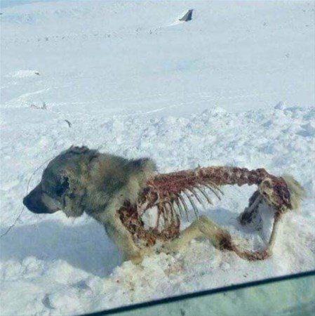 Donduktan sonra yrtclar tarafndan yenmi bir kpek.