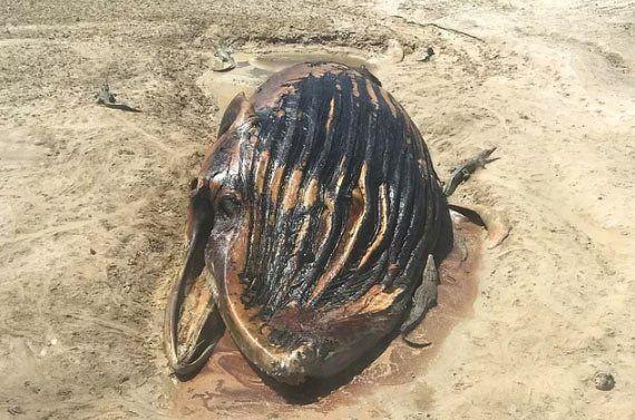 Kambur balina cesedinin etrafnda toplanan timsahlar byk bir ziyafet ekiyor.