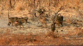 mpalann yanna gelen babun, yaadndan emin olduktan sonra bir ka adm geri ekilip, impalann kendine gelmesini bekliyor.