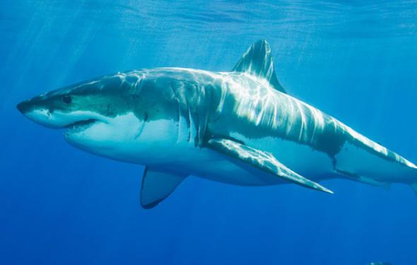 Her yl en az 5 kii kpekbalklar yznden hayatn kaybediyor.