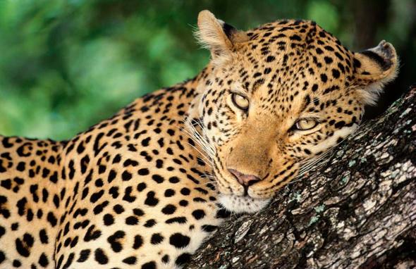 Sizce ylda ka insan leopar yznden lyor?