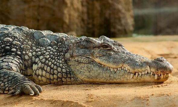 Timsah (Alligator)    Her yl en az bir insan timsahlar yznden hayatn kaybediyor.