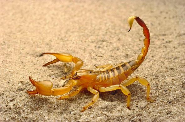 Sizce ylda ka insan akrepler yznden lyor?