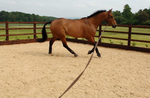 Sizce ylda ka insan atlar yznden lyor?