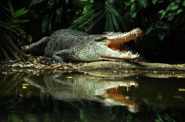 Sizce ylda ka insan bu timsah tr yznden lyor?