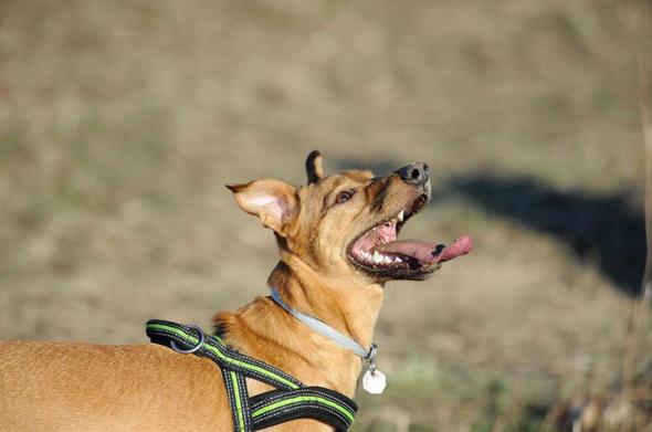 Sizce ylda ka insan kpekler yznden lyor?