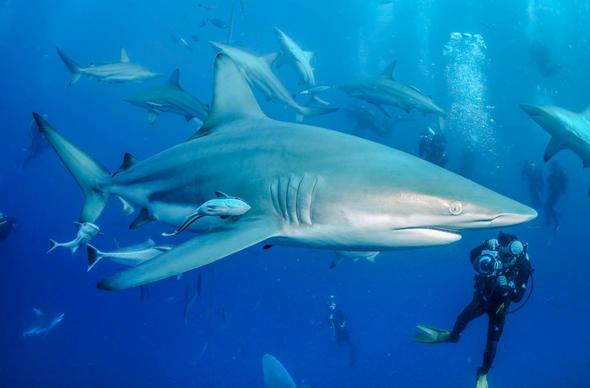 Sizce ylda ka insan kpekbalklar yznden lyor?