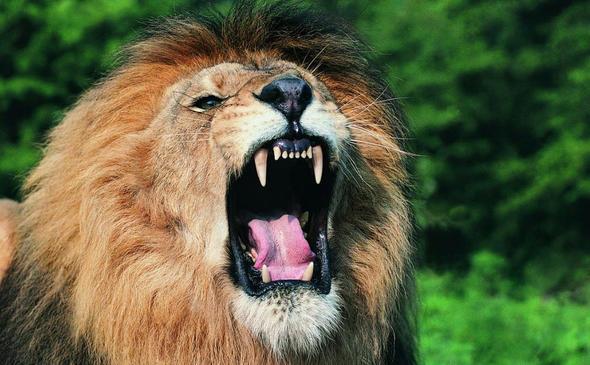 Her yl en az 250 kii aslanlar yznden hayatn kaybediyor.