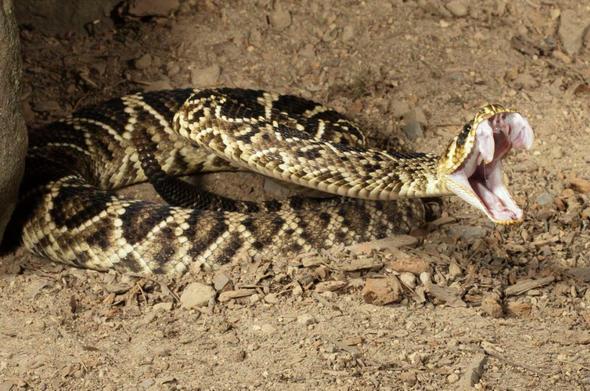 Sizce ylda ka insan ylanlar yznden lyor?