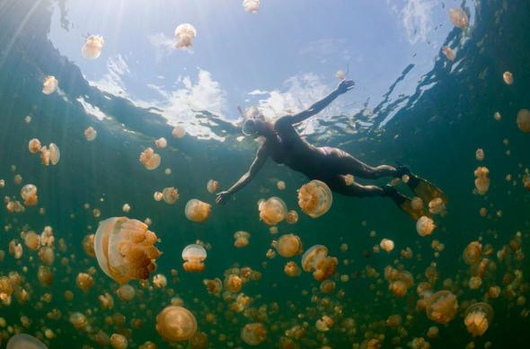 Sizce ylda ka insan denizanas yznden lyor?