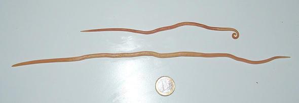 Her yl en az 2500 kii bu solucanlar yznden hayatn kaybediyor.