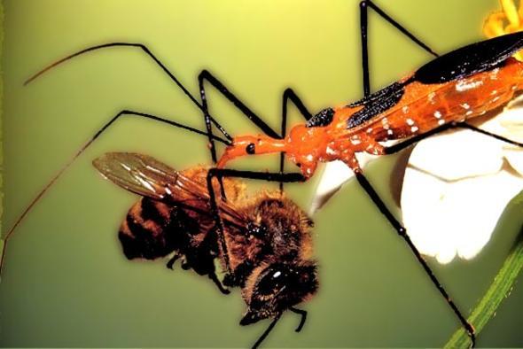 Bu say 10 bini buluyor!