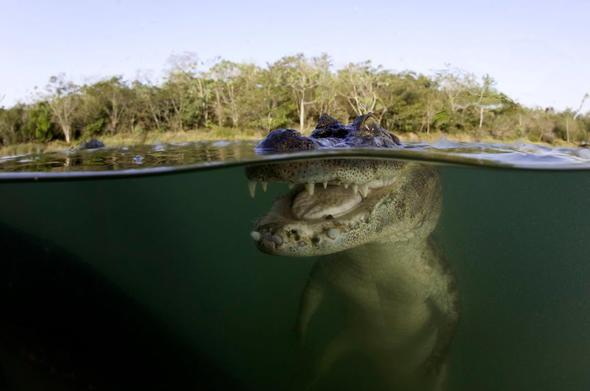 Sizce ylda ka insan timsahlar yznden lyor?