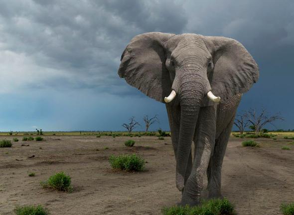 Sizce ylda ka insan filler yznden lyor?