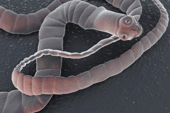 Her yl en az 2000 kii bu barsak kurtlar yznden hayatn kaybediyor.