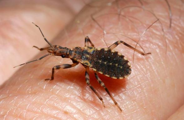 Suikast bcek    Sizce ylda ka insan bu bcekler yznden lyor?