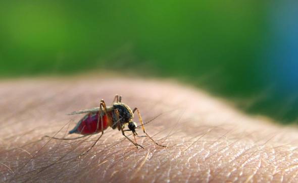 Sizce ylda ka insan sivrisinekler yznden lyor?