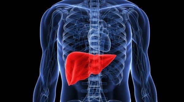 Karacier hastalklarna iyi gelir..