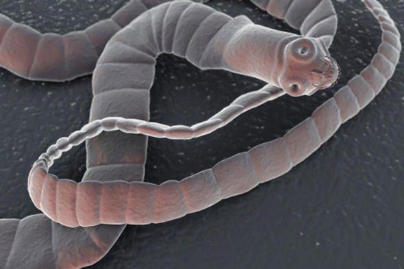 Her yl en az 2000 kii bu barsak kurtlar yznden hayatn kaybediyor.