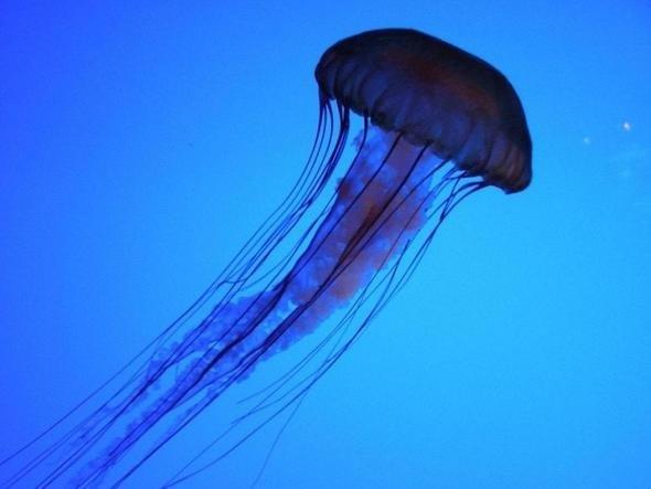 Her yl en az 40 kii denizanas yznden hayatn kaybediyor.