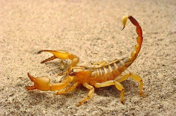 Sizce ylda ka insan akrepler yznden lyor?