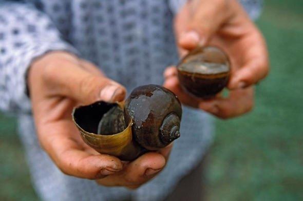 Sizce ylda ka insan salyangozlar yznden lyor?