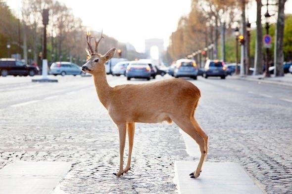 Her yl en az 130 kii geyikler yznden hayatn kaybediyor. zellikle yol ortasnda kendini gsteren geyikler ara kazalarna yol ayor.