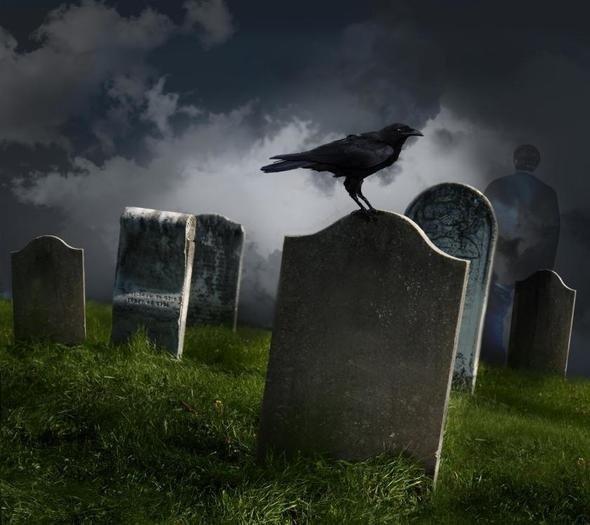 Popular Science'in haberine gre bilim insanlar, gnlk hayatmzn bir paras olan kargalarla ilgili son derece ilgin aratrma yapt. Bakn bir karga ldkten sonra neler oluyor?